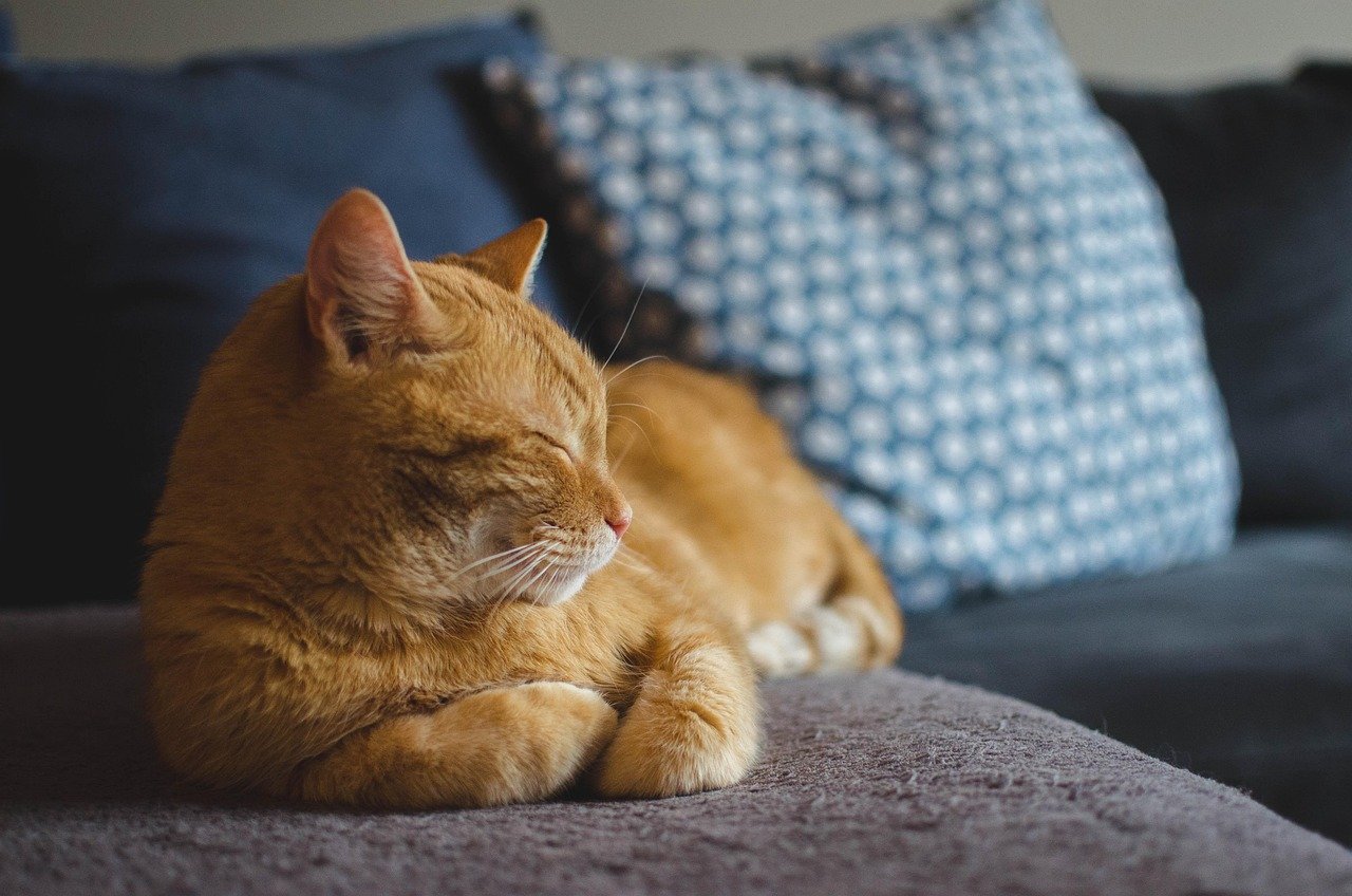 cat, red cat, cat's eyes, lying cat, dream, domestic cat, a well-groomed cat, calm cat, pet, relaxation, animal, sleeping cat, rest, dachowiec