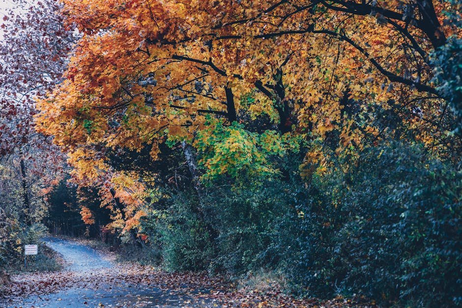 A serene forest road surrounded by vibrant fall foliage in Long Pond, Pennsylvania.