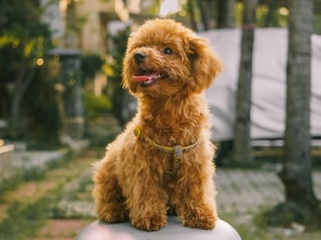 Red Poodle Sitting